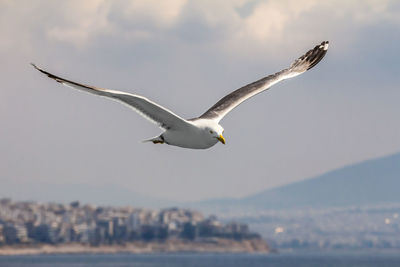 European herring gull, seagull, larus argentatus flying in the summer along the shores of aegean sea