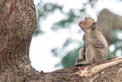 Monkey sitting on tree trunk