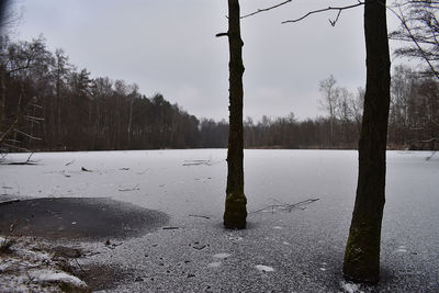 Scenic view of frozen trees on field during winter