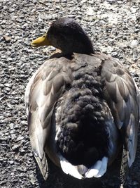 Close-up of birds