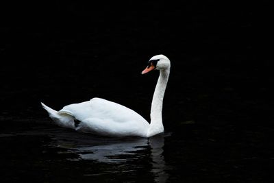 Swan swimming in lake