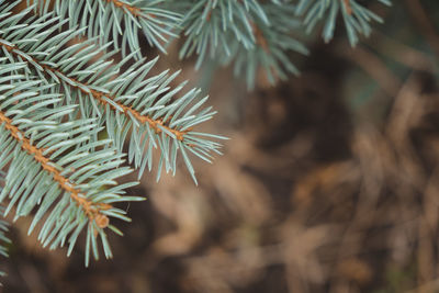 Close-up of pine tree branch