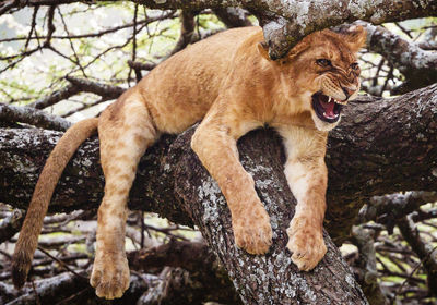 Cat relaxing in a forest