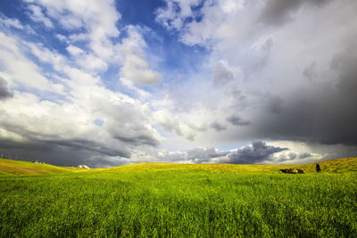 Scenic view of agricultural field against sky