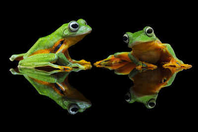 Close-up of frog on leaf against black background
