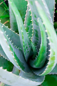 Close-up of cactus plant