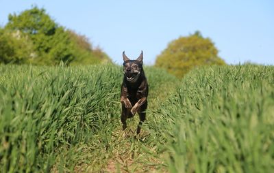 Dog running on grass