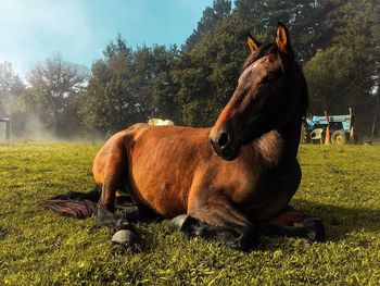 Horse on field against sky