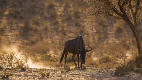 Blue wildebeest grazing in field