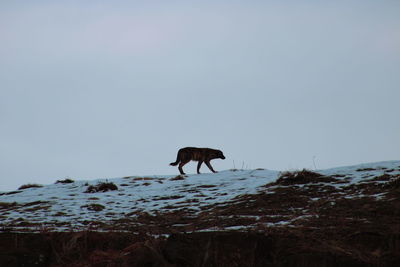 View of a horse on the ground