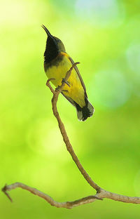 Close-up of bird perching on branch