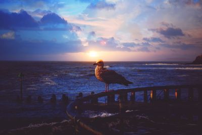 Bird perching on shore against sky during sunset