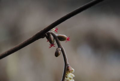 Close-up of red flower buds on branch