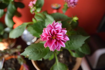 Close-up of pink flower blooming outdoors