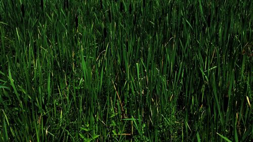 Full frame shot of rice paddy