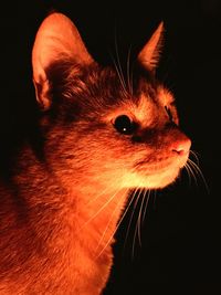 Close-up of cat against black background