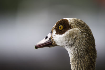 Close-up of a bird looking away