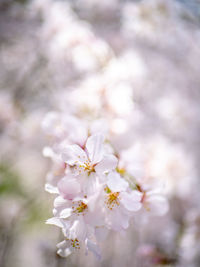 Close-up of cherry blossom