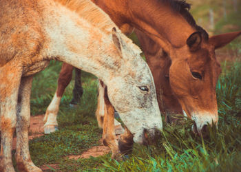 Horse grazing in a field