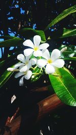 Close-up of flowers on tree