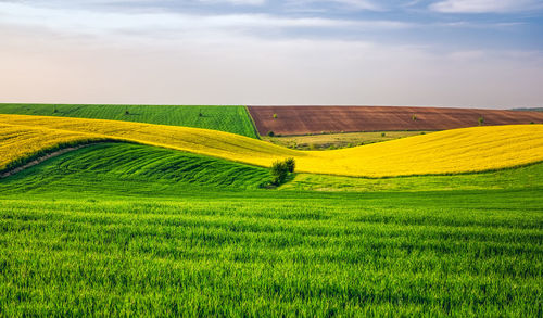 Scenic view of wheat field against sky