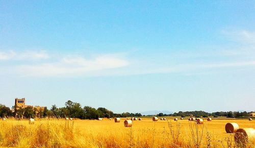 Scenic view of agricultural field against sky