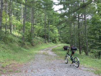 Bicycle on road amidst trees in forest