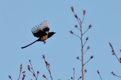 Low angle view of bird perching on flower