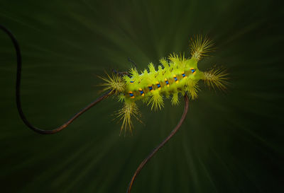 Fire caterpillar on branch