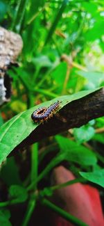 Close-up of insect on leaf