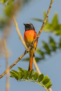 Low angle view of bird perching on branch