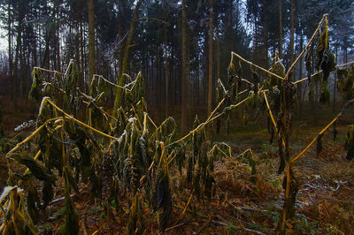 Low angle view of trees in forest against sky at night