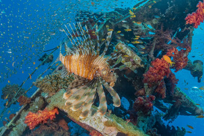 Fish swimming in sea