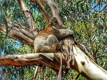 Low angle view of monkey on tree