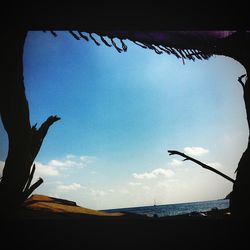 Silhouette birds against blue sky