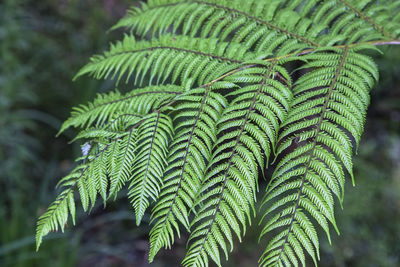 Close-up of fern leaves