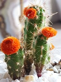 Close-up of prickly pear cactus