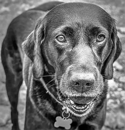 Close-up portrait of dog