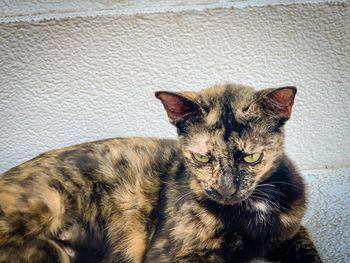 Portrait of cat resting on floor