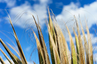 Close-up of wheat field against blue sky