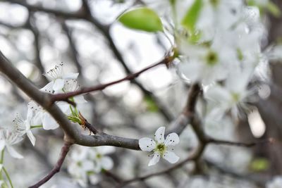 Close-up of white flowers