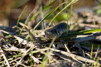 Close-up of snake on field