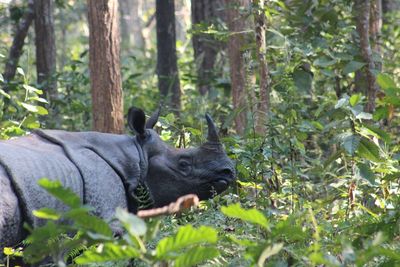 Rhinoceros by trees in forest