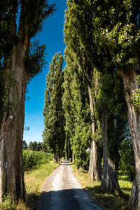 Road amidst trees against sky