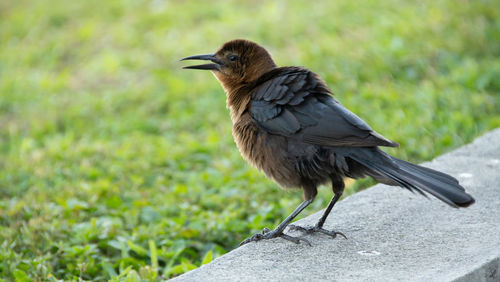 Florida wildlife