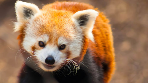 Portrait of red panda in zoo