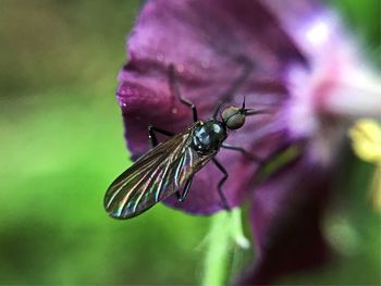 Close-up of insect on purple flower