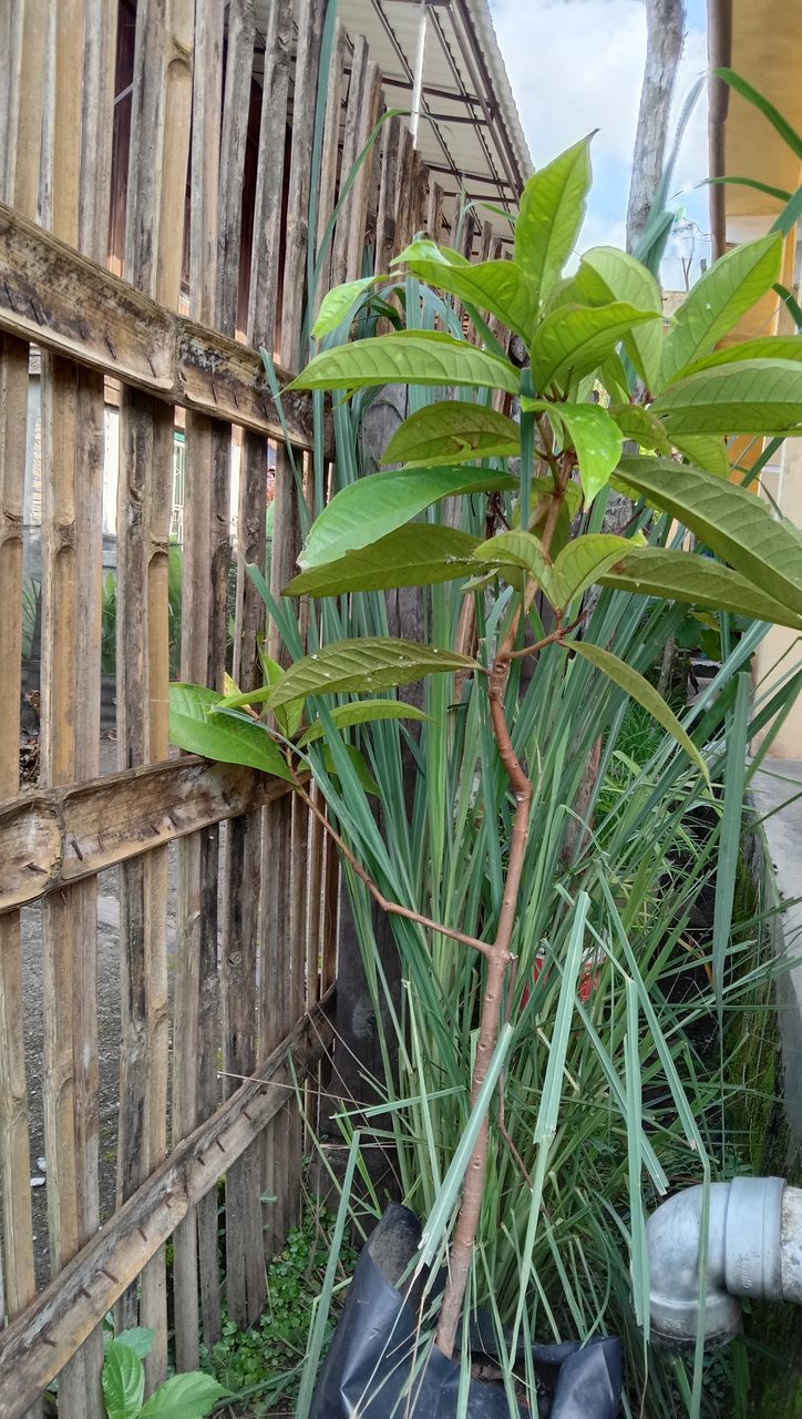 CLOSE-UP OF PLANTS GROWING ON FENCE