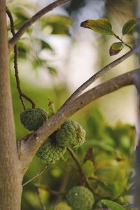 Close-up of insect perching on branch