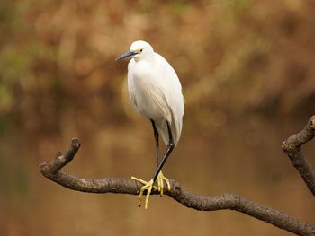Full length of little egret perching on branch